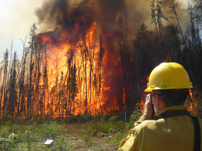 Team on Fire: Understanding the Environmental Impact of Wildfires